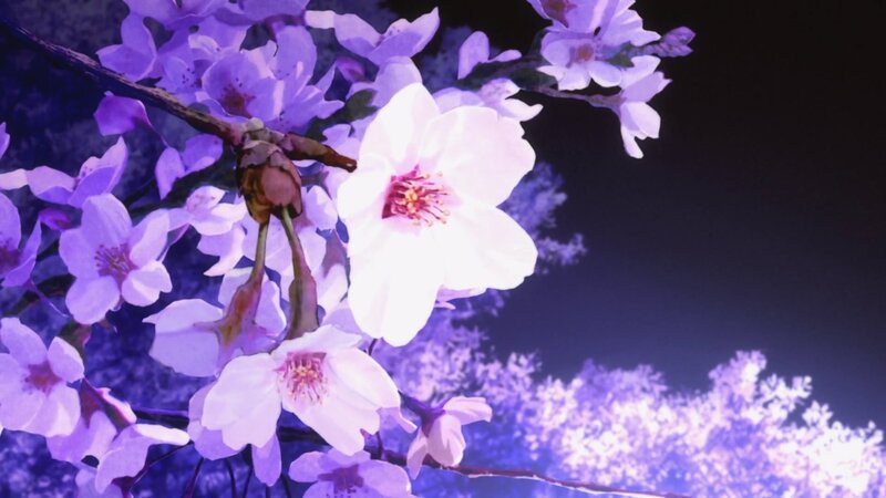 Cherry Blossoms on Branch — Purple, Serene