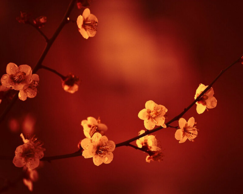 Cherry Blossoms on Branch — Red, Dramatic