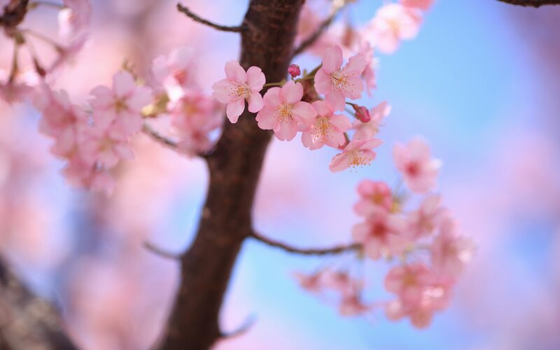 Cherry Blossoms on Branch — Serene, Brown