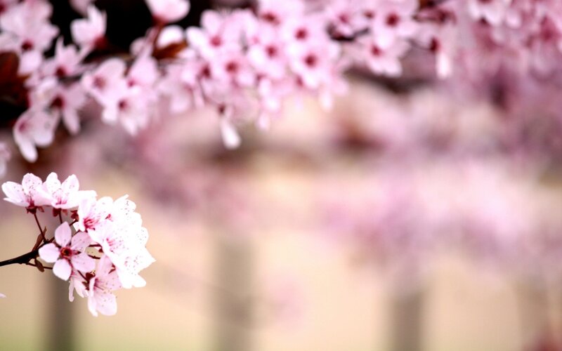 Cherry Blossoms on Branch — Serene, Flowers