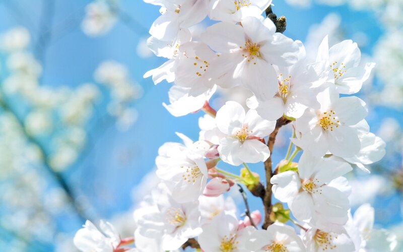 Cherry Blossoms on Branch — Serene, Photograph