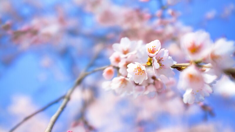 Cherry Blossoms on Branch — Serene, Sky