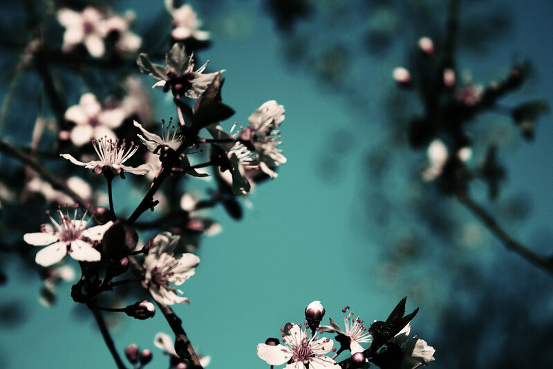 Cherry Blossoms on Branch — Teal, Serene