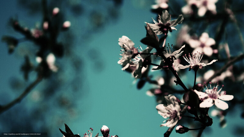 Cherry Blossoms on Branch — Teal