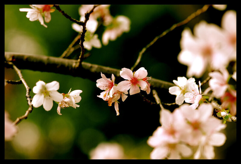 Cherry Blossoms on Branch