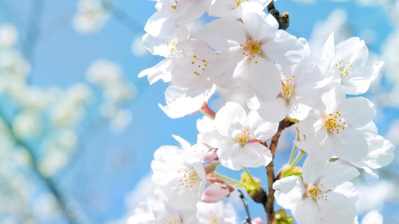Cherry Blossoms on Branch — White, Blue