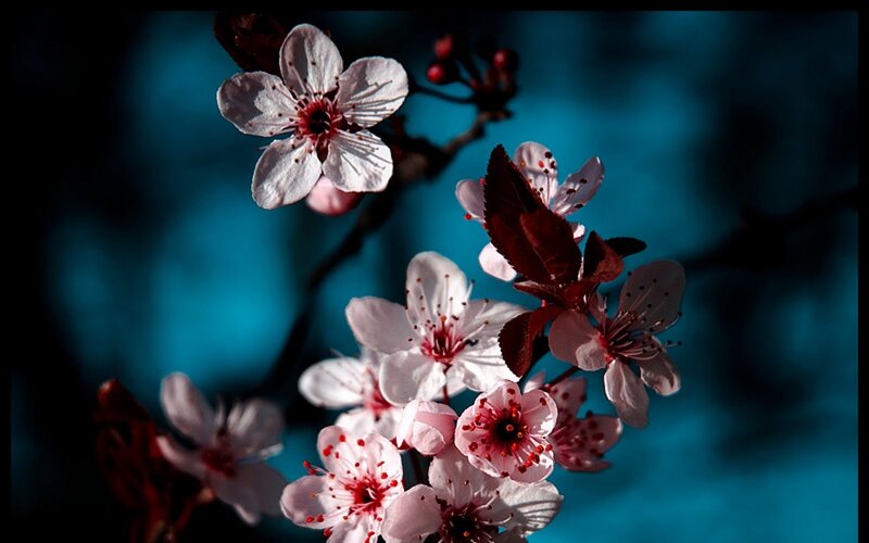 Cherry Blossoms on Branch — White, Dramatic