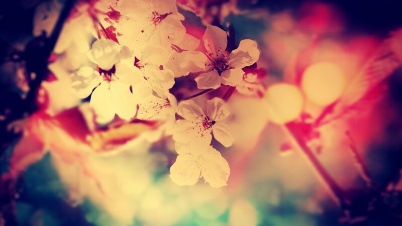 Cherry Blossoms on Branch — White, Dreamy