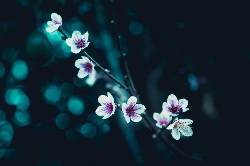Cherry Blossoms on Branch — White, Serene, Night