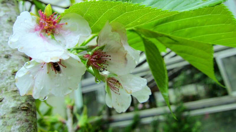 Cherry Blossoms on Branch — White, Serene, Spring, Photograph, Bee