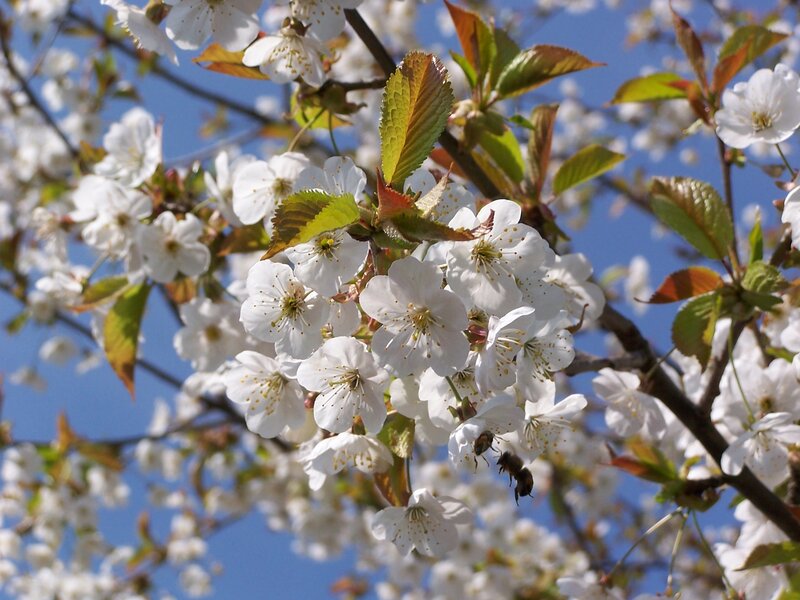 Cherry Blossoms on Branch — White, Serene, Spring, Photograph, Bees