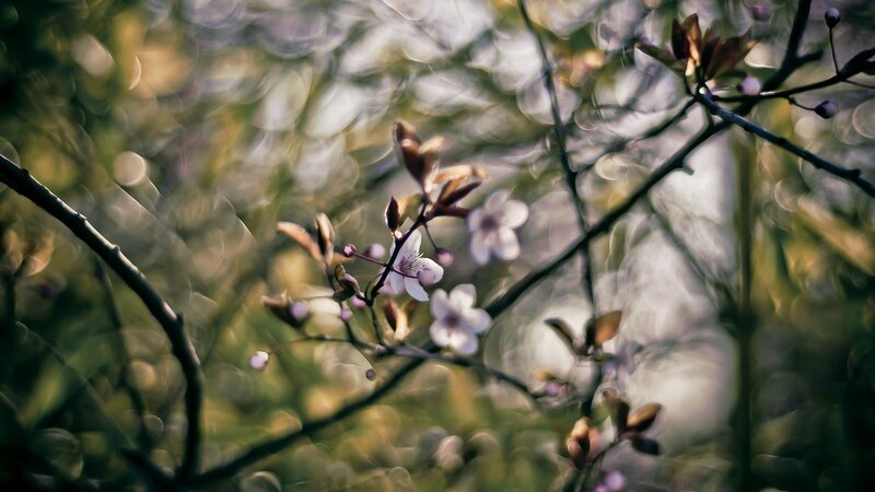Cherry Blossoms on Branch — White, Serene, Spring, Photograph, Blossom, Bud, Green