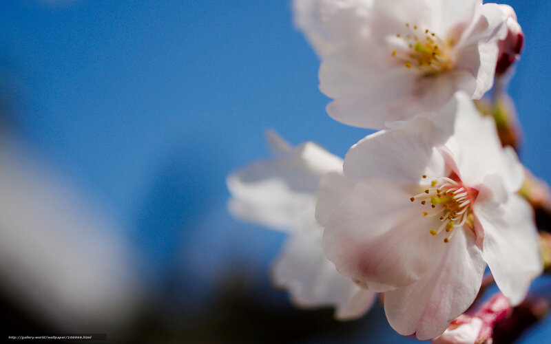 Cherry Blossoms on Branch — White, Serene, Spring, Photograph, Blue Sky