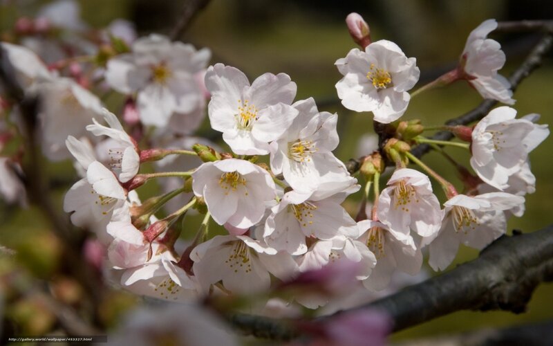 Cherry Blossoms on Branch — White, Serene, Spring, Photograph, Bud