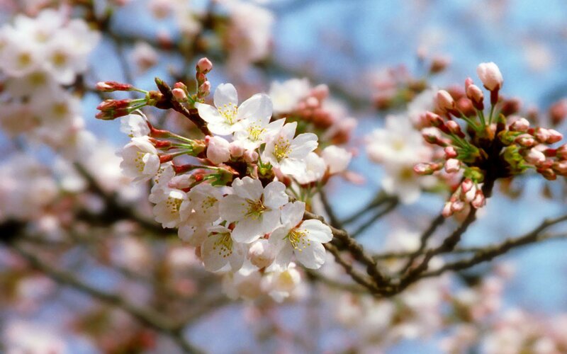Cherry Blossoms on Branch — White, Serene, Spring, Photograph, Buds, Sky