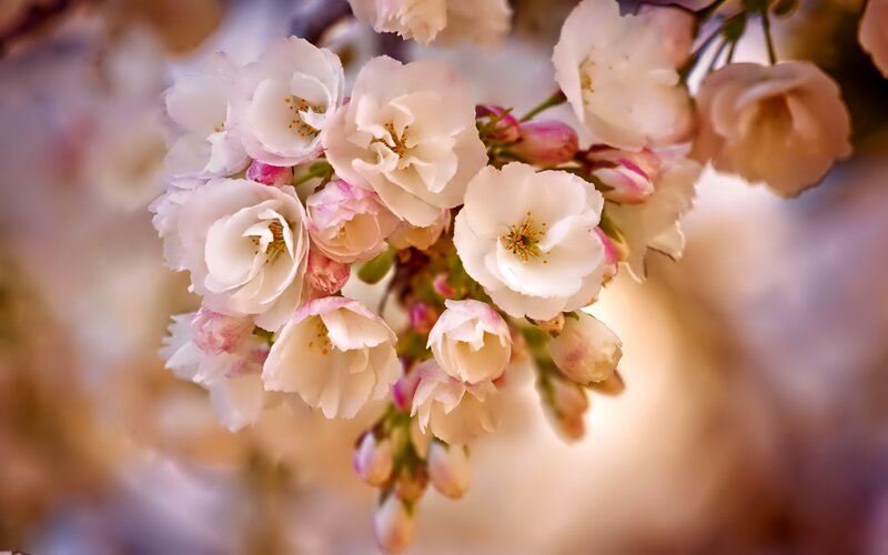 Cherry Blossoms on Branch — White, Serene, Spring, Photograph, Buds