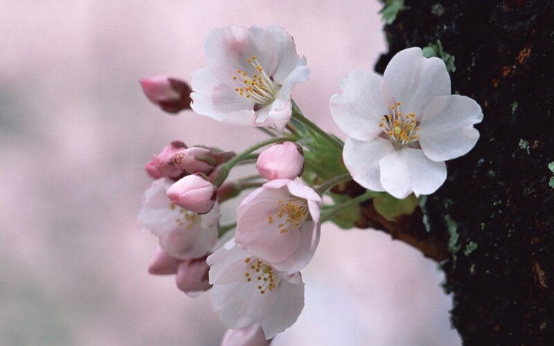 Cherry Blossoms on Branch — White, Serene, Spring, Photograph, Buds, Tree Trunk