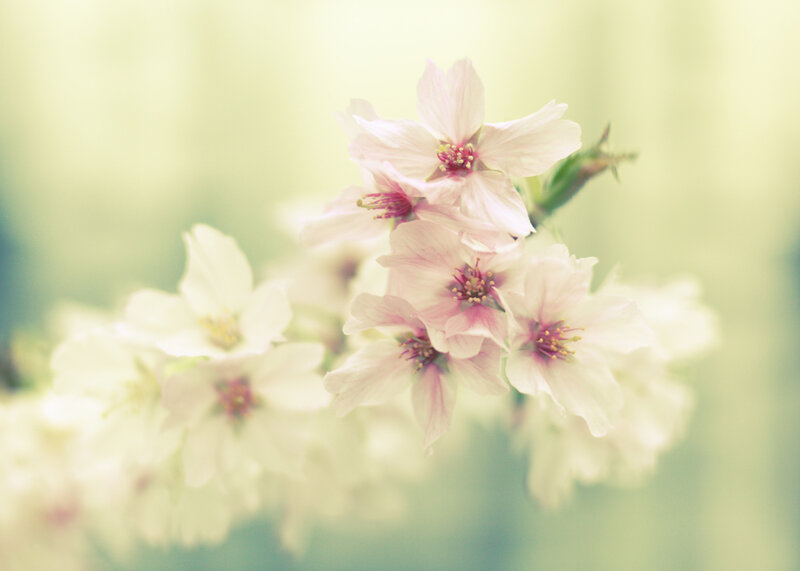 Cherry Blossoms on Branch — White, Serene, Spring, Photograph, Flowers, Background