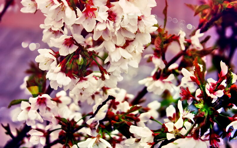 Cherry Blossoms on Branch — White, Serene, Spring, Photograph, Flowers, Branches, Leaves