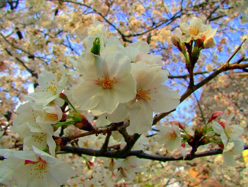 Cherry Blossoms on Branch — White, Serene, Spring, Photograph, Flowers, Branches, Sky, Blue