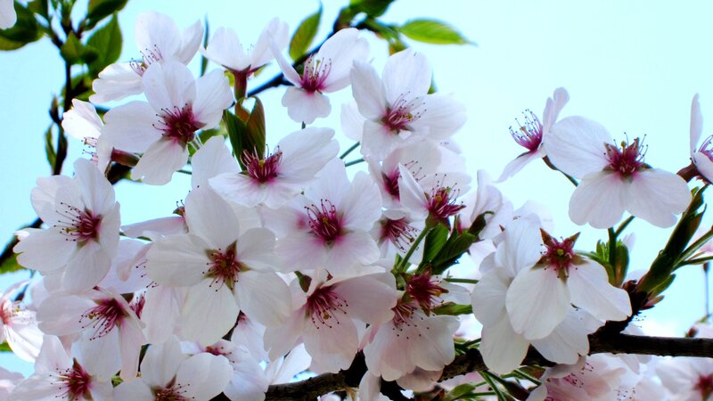 Cherry Blossoms on Branch — White, Serene, Spring, Photograph, Flowers, Branches