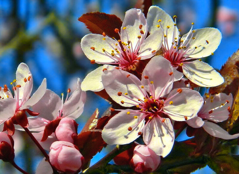 Cherry Blossoms on Branch — White, Serene, Spring, Photograph, Flowers, Buds, Leaves