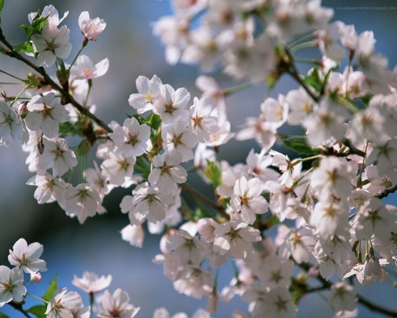 Cherry Blossoms on Branch — White, Serene, Spring, Photograph, Flowers, Leaves, Blue