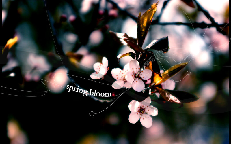 Cherry Blossoms on Branch — White, Serene, Spring, Photograph, Flowers, Leaves, Branches