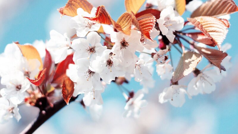 Cherry Blossoms on Branch — White, Serene, Spring, Photograph, Flowers, Leaves, Sky, Blue