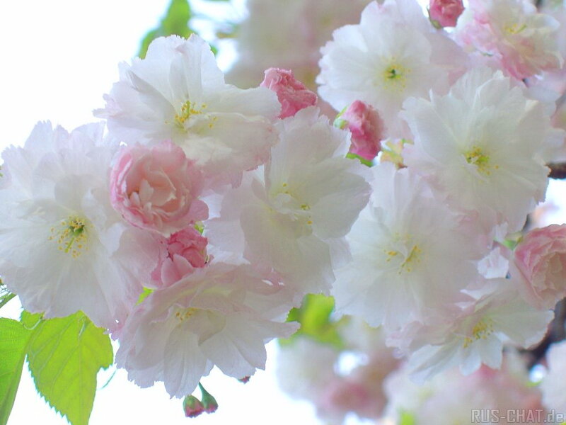 Cherry Blossoms on Branch — White, Serene, Spring, Photograph, Flowers, Leaves, Sky
