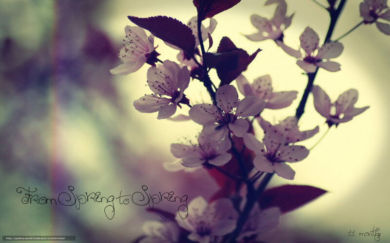 Cherry Blossoms on Branch — White, Serene, Spring, Photograph, Flowers, Leaves, Text