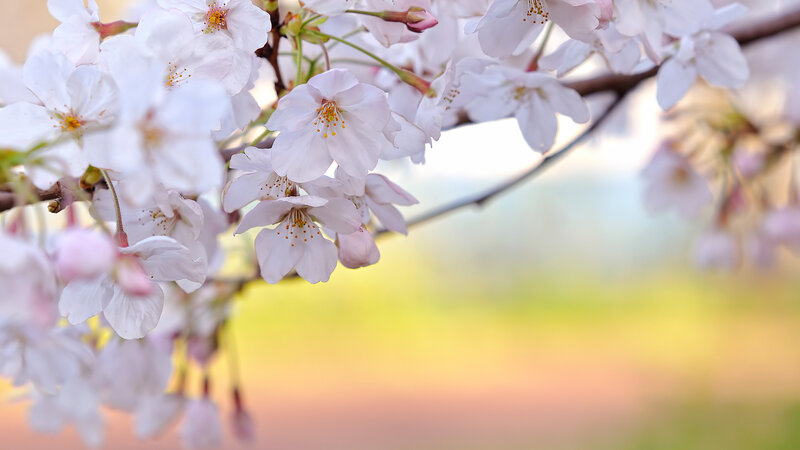 Cherry Blossoms on Branch — White, Serene, Spring, Photograph, Flowers, Pink, Green