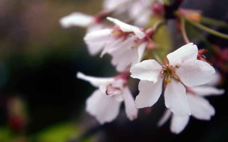 Cherry Blossoms on Branch — White, Serene, Spring, Photograph, Flowers, Stamen