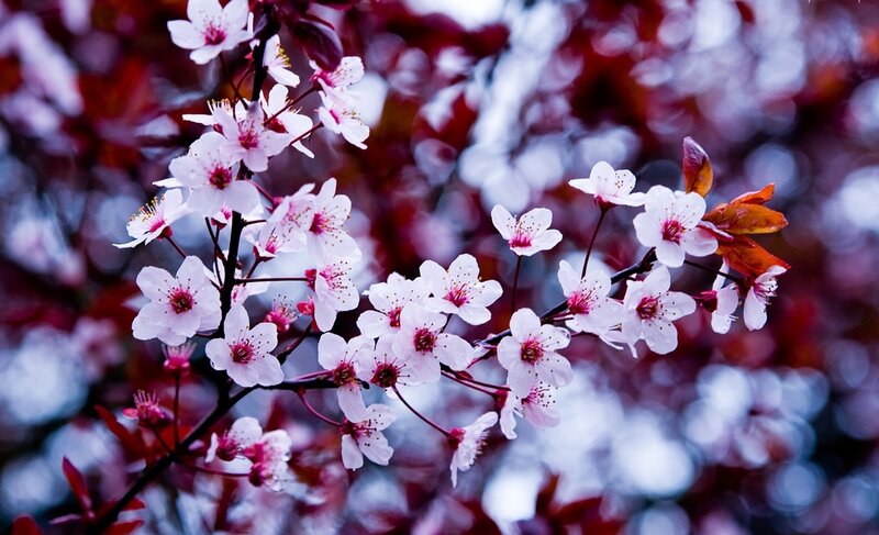 Cherry Blossoms on Branch — White, Serene, Spring, Photograph, Flowers