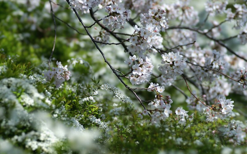 Cherry Blossoms on Branch — White, Serene, Spring, Photograph, Green Leaves