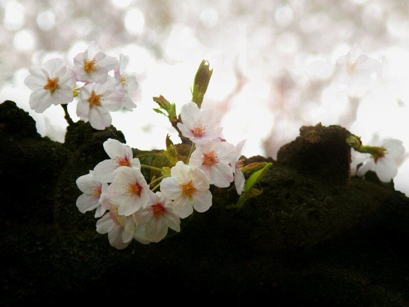 Cherry Blossoms on Branch — White, Serene, Spring, Photograph, Leaves