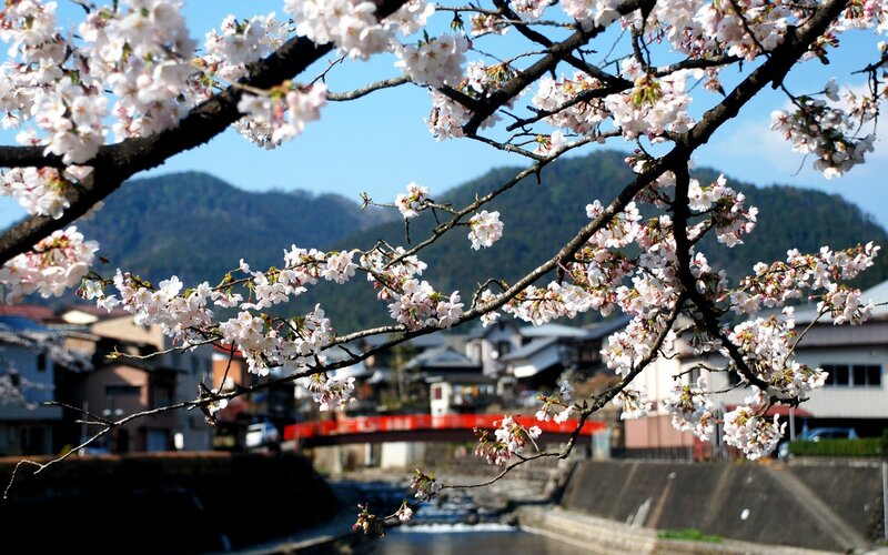 Cherry Blossoms on Branch — White, Serene, Spring, Photograph, Mountain