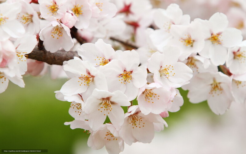 Cherry Blossoms on Branch — White, Serene, Spring, Photograph, Petals
