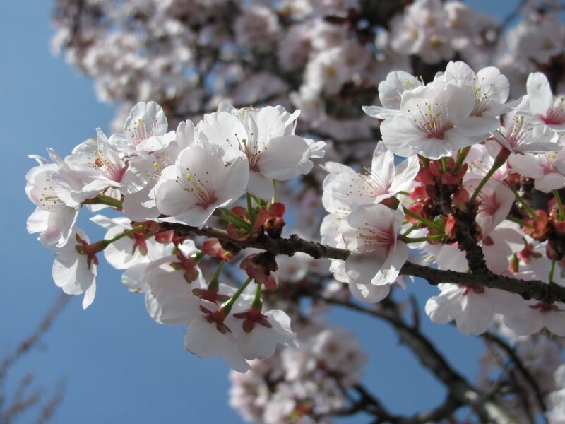 Cherry Blossoms on Branch — White, Serene, Spring, Photograph, Sky, Blossom, Blue, Pink