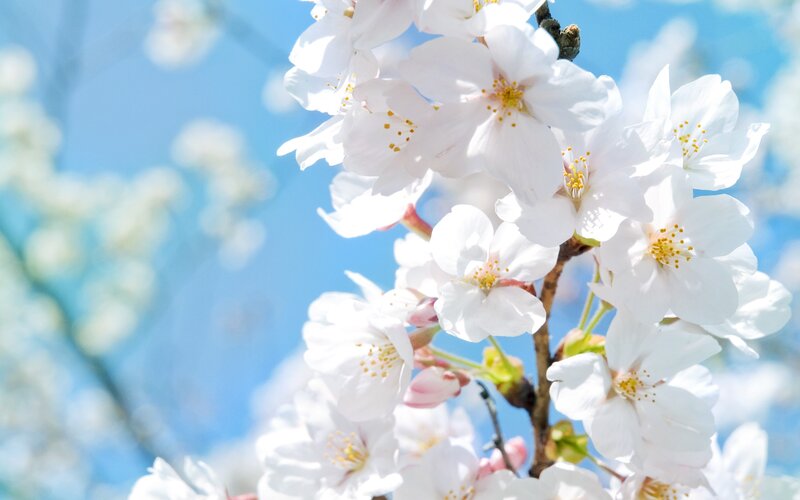 Cherry Blossoms on Branch — White, Serene, Spring, Photograph, Sky, Blossom, Blue, Yellow