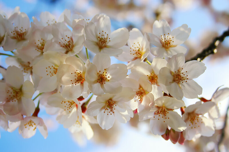 Cherry Blossoms on Branch — White, Serene, Spring, Photograph, Sky