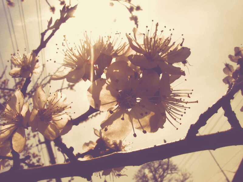 Cherry Blossoms on Branch — White, Serene, Spring, Photograph, Sunlight