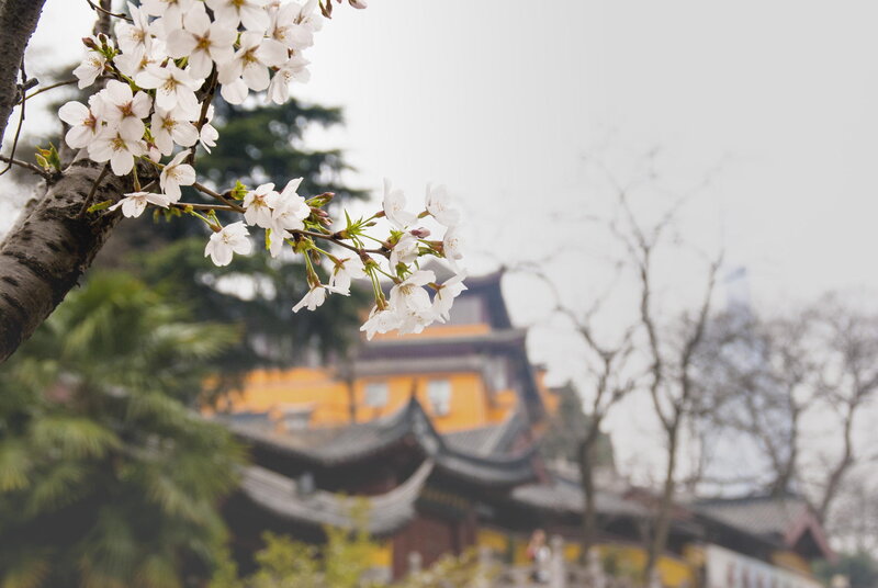 Cherry Blossoms on Branch — White, Serene, Spring, Photograph, Temple