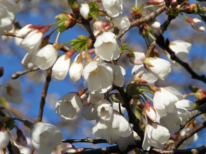 Cherry Blossoms on Branch — White, Serene, Spring, Photograph
