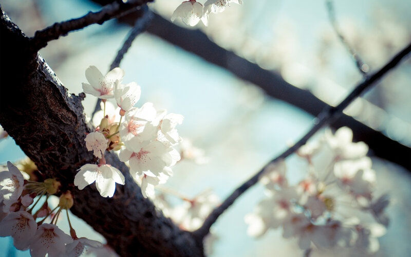 Cherry Blossoms on Branch — White, Serene, Spring, Photograph, Tree Branch