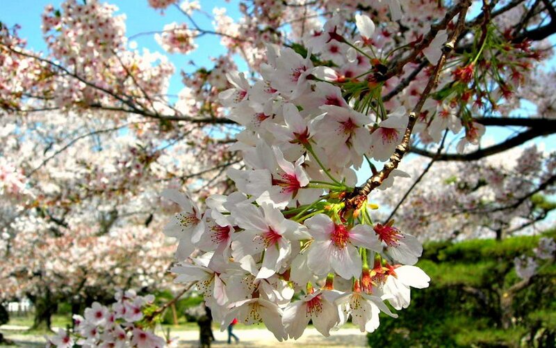 Cherry Blossoms on Branch — White, Serene, Spring, Photograph, Tree, Sky