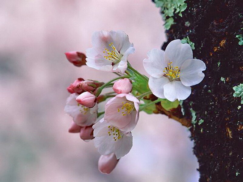 Cherry Blossoms on Branch — White, Serene, Spring, Photograph, Tree Trunk