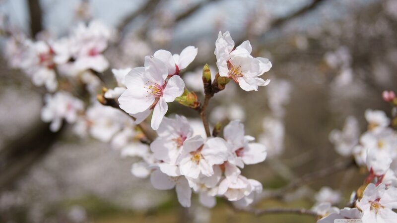 Cherry Blossoms on Branch — White, Serene, Spring