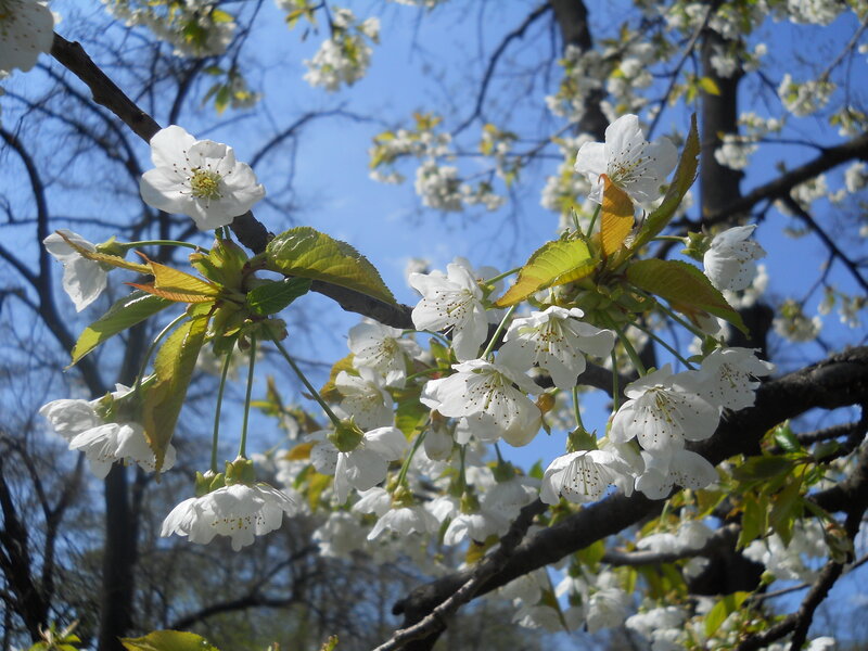 Cherry Blossoms on Branch — White, Serene