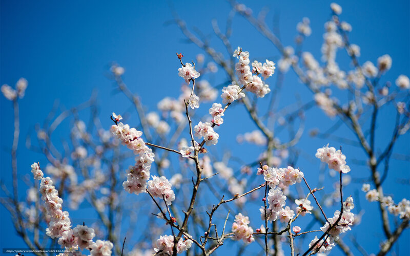 Cherry Blossoms on Branches — Blue, Serene, Spring, Photograph, Sky